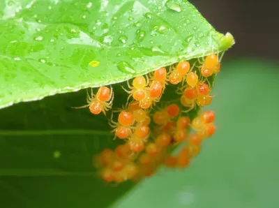 Illustration spiderlings