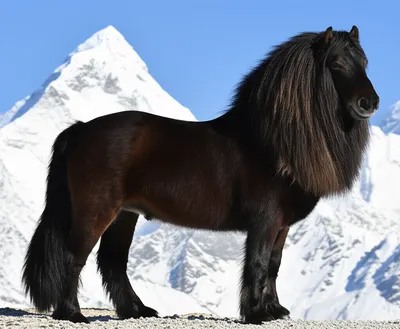 Illustration yaks - Image 1