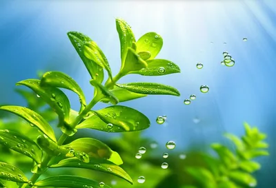 Hình ảnh minh họa evolves - Ảnh 1