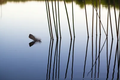 Illustration calm - Image 1