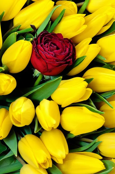 Illustration spurious - Image 1