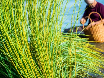 Illustration osier - Image 1