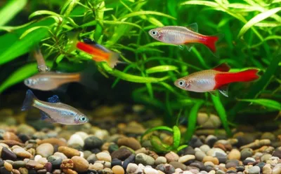 Illustration guppies - Image 1