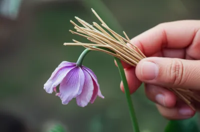 Illustration twigged - Image 1