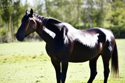 Illustration wound - Image 1