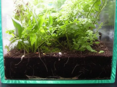 Illustration substrate - Image 1