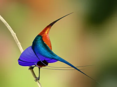 Illustration graduated - Image 1