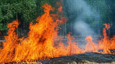 Illustration blazed - Image 1