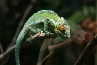 Визуальная иллюстрация слова «resembling» - Напоминать, быть похожим