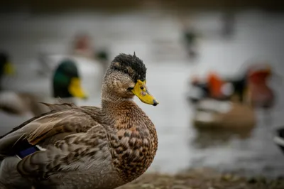 Illustration eclipses - Image 1