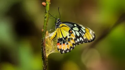 Illustration lime - Image 1