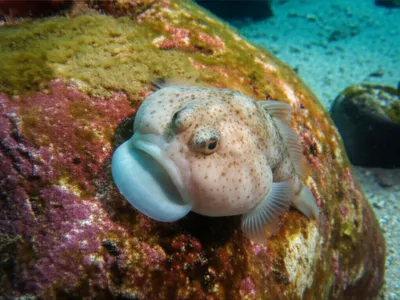 Illustration lumps - Image 1