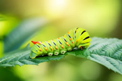 Illustration heterotroph