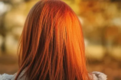 Illustration ginger - Image 1