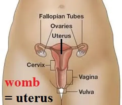 Illustration womb - Image 2