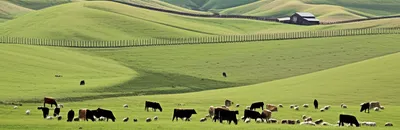 Illustration ranches