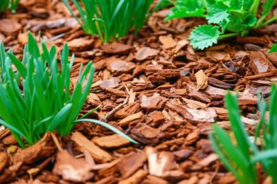 Illustration tanbark - Image 1