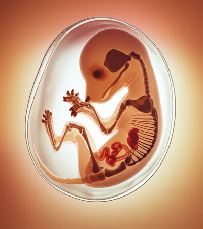 Illustration foetus - Image 1