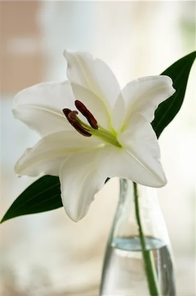 Illustration chaste - Image 1