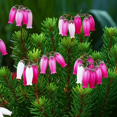 Illustration erica - Image 1