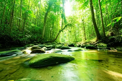 Illustration pristine - Image 1