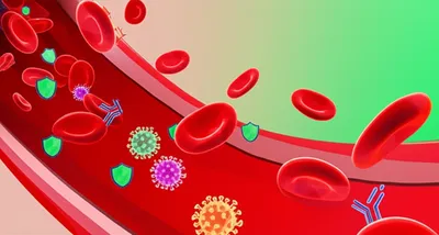 Illustration seroconversion