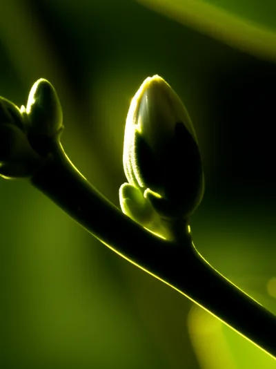 Illustration prodromes - Image 1