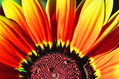 Illustration petal - Image 1