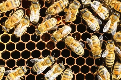 Illustration applies - Image 1