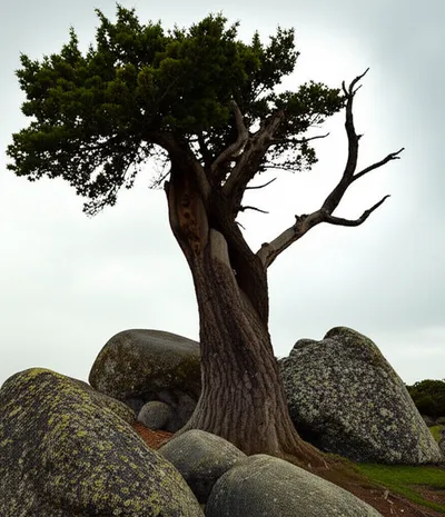 Illustration sturdy - Image 1