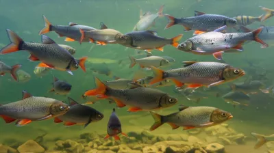 Illustration cyprinid - Image 1