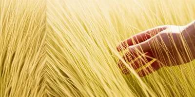 Illustration waive - Image 1