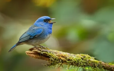 Illustration peeps - Image 1