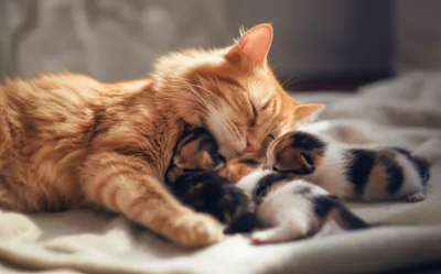 Illustration breed - Image 1