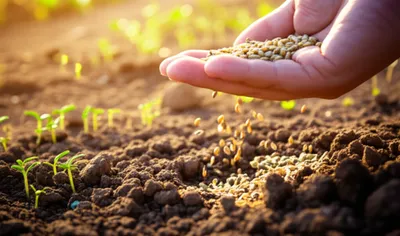 Illustration reseeded