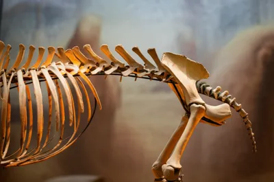 Illustration chines - Image 1