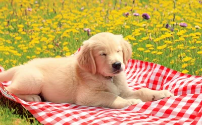 Illustration basks - Image 1