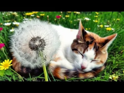 Illustration incidental - Image 1