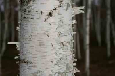 Illustration birchbark