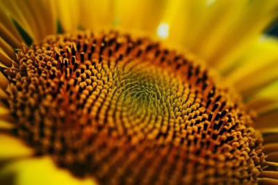 Illustration radiated - Image 1