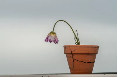 Illustration ebbs - Image 1