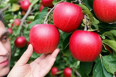 Illustration choicest - Image 1