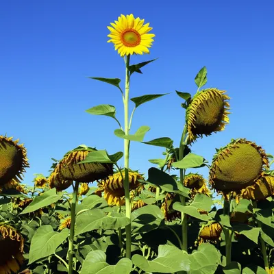 Illustration erect - Image 1