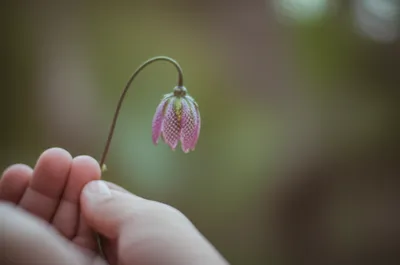 Illustration facelifts - Image 1