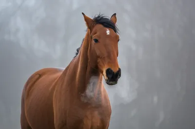 Illustration roar - Image 1