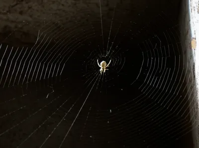 Illustration webs - Image 1