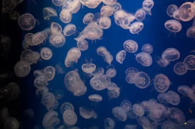 Illustration smack - Image 1