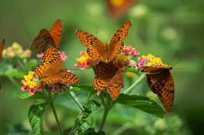 Illustration leopards - Image 1