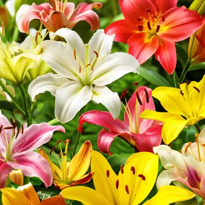 Illustration lilies - Image 1