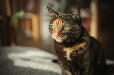 Illustration torts - Image 1